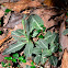 Rattlesnake Plantain