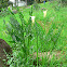 Spotted Arum