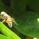 Band-eyed Drone Fly