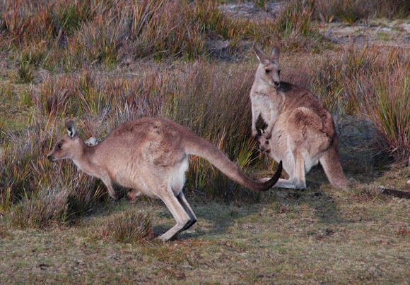 Spotting Image 1