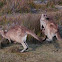 Eastern Grey Kangaroo (Macropus giganteus)