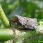 Planthopper