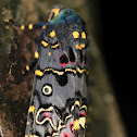 Lily moth
