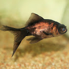 Goldfish
