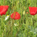 Poppy