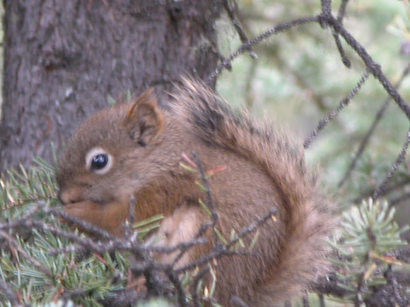 Spotting Image 1