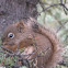Red Squirrel
