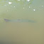 Tarpon