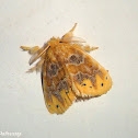Tussock Moth