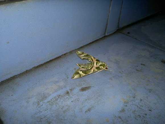 Spotting Image 1