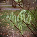 Willow catkin