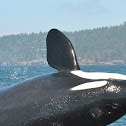 Southern Resident Killer Whale