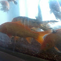 Goldfish