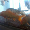 Goldfish