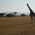 Masai giraffe