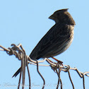 Corn Bunting; Triguero