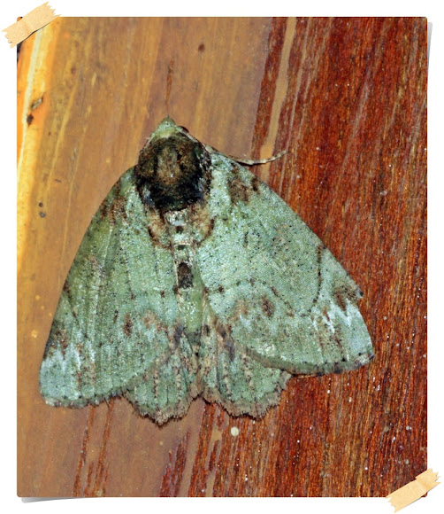 Spotting Image 1