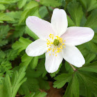 Snowdrop anemone