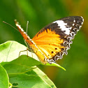 Leopard Lacewing