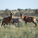Red Hartebeest