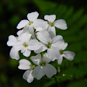 Angled Bittercress