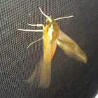 Sphinx Moth