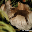 Hoffman's Two-toed Sloth