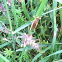 Grasshopper