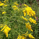 Goldenrod