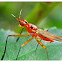 Banana-stalk fly