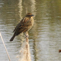 Red-winged Blackbird
