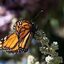Monarch Butterfly