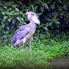 Shoebill