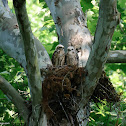 Red-tailed Hawk