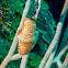 Flamingo Tongue