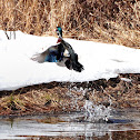 Wood Duck