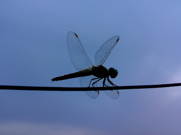 Spotting Image 1