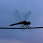 An Unknown Dragonfly ( एक अज्ञात भँवीरी )