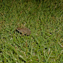 Common House Toad