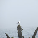 Great Black-backed Gull
