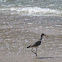 Willet