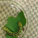 White lined sphinx moth caterpillar
