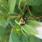 Bumble bee