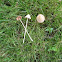 white dunce's cap (Conocybe lactea)