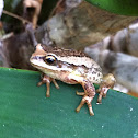 Brown tree frog