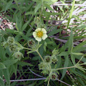 Cinquefoil