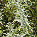 White Sage