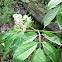 Canada Elderberry
