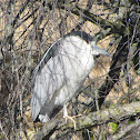 Black-crowned Night Heron