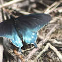 Pipevine Swallowtail Butterfly